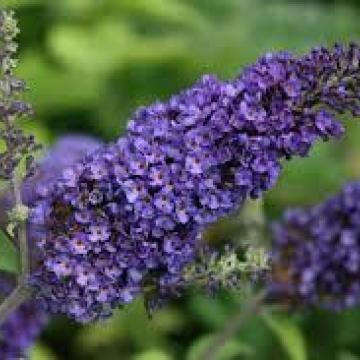 Buddleja davidii 'Empire Blue'