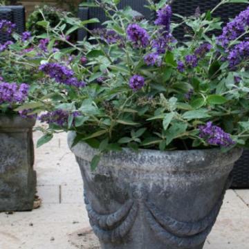 Buddleja davidii 'Free Petite'®