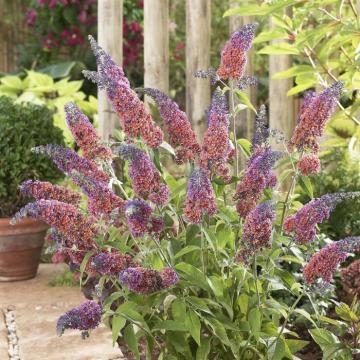 Buddleja davidii 'Flower Power'