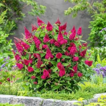 Buddleja davidii 'Little Purple' (Butterfly Candy)