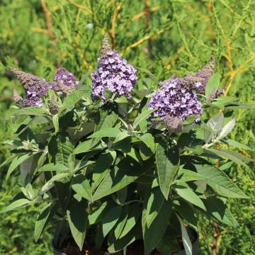 Buddleja davidii 'Lila Sweetheart' (Butterfly Candy)