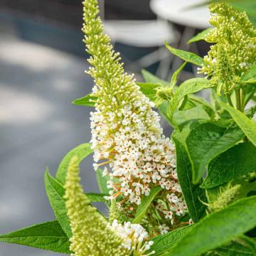 Buddleja davidii 'Little White' (Butterfly Candy)