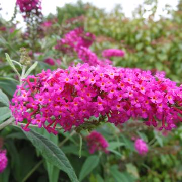 Buddleja davidii 'Miss Ruby'