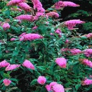 Buddleja davidii 'Pink Delight'