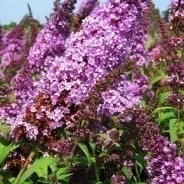 Buddleja davidii 'Peacock'
