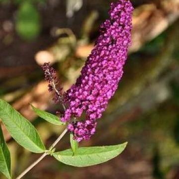 Buddleja davidii 'Royal Red'