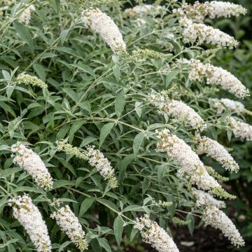 Buddleja davidii 'White Profusion'