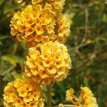 Buddleja weyeriana (x) 'Sungold'
