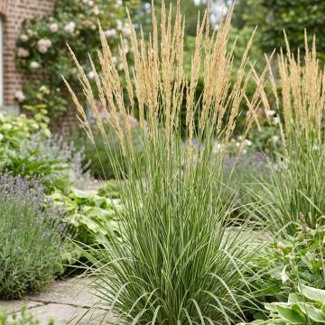 Calamagrostis acutifolia 'Avalanche'