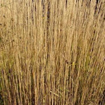 Calamagrostis acutiflora (x) 'Karl Foerster'