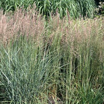 Calamagrostis acutiflora (x) 'Overdam'
