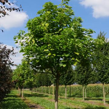 Catalpa bignonioides