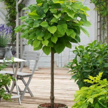 Catalpa bignonioides 'Nana'