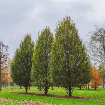 Carpinus betulus 'Pyramidalis'