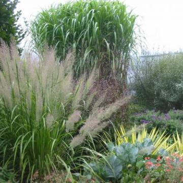 Calamagrostis brachytricha