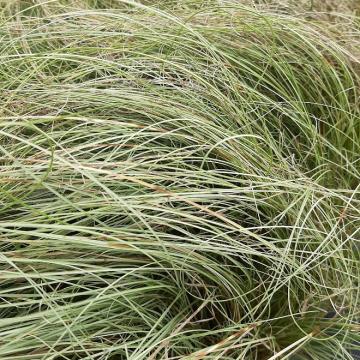 Carex comans 'Amazon Mist'