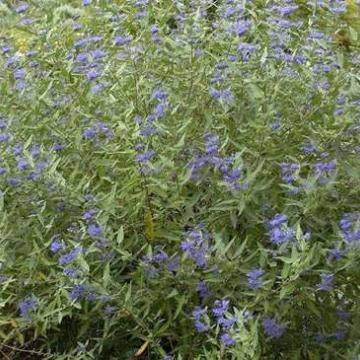 Caryopteris cland. 'Heavenly Blue'