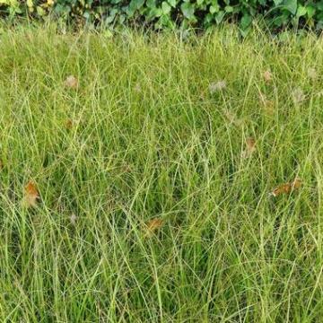 Carex howardii 'Phoenix Green'