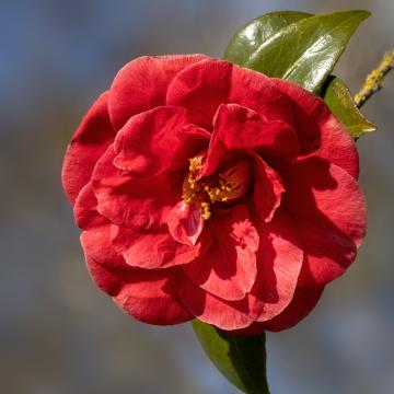 Camellia japonica 'Adolphe Audusson'
