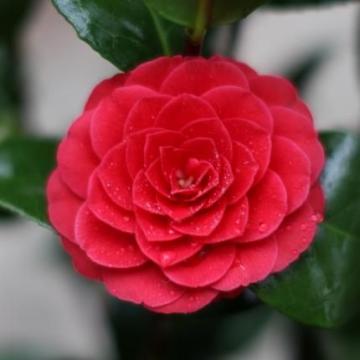 Camellia japonica 'Black Lace'