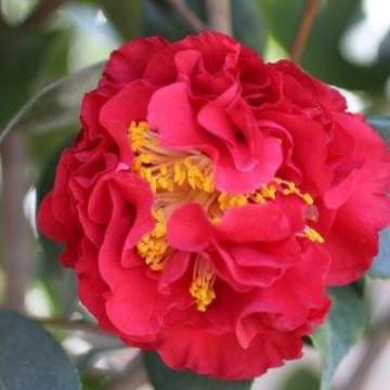 Camellia japonica 'Blood of China'