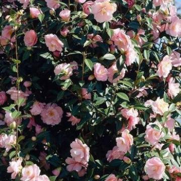 Camellia japonica 'Bonomiana'