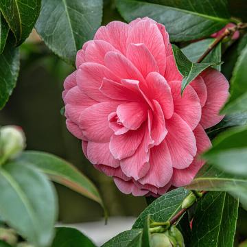 Camellia japonica 'Il Tramonto'