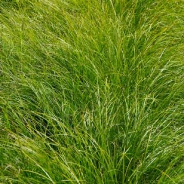 Carex 'Kyoto'