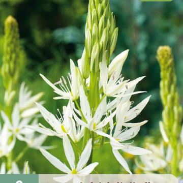 Camassia leichtlinii 'Alba'