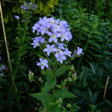 Campanula lactiflora 'Prichard's Variety'
