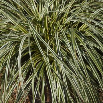 Carex morrowi 'Fisher's Form'