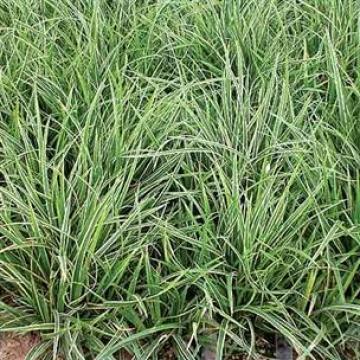 Carex morrowii 'Ice Dance'