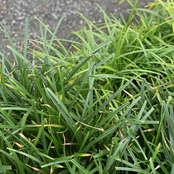 Carex morrowii 'Irish Green'