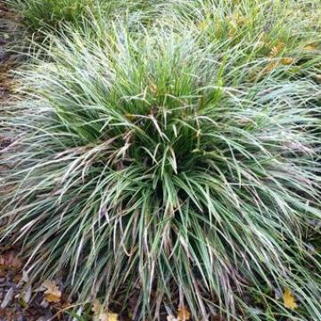 Carex morrowii