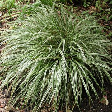 Carex dolichostacHya 'Silver Sceptre'