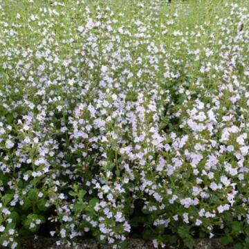 Calamintha nepeta nepeta