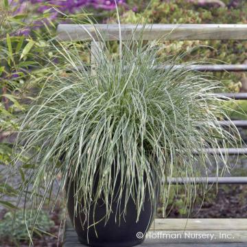 Carex oshimensis 'Everest'