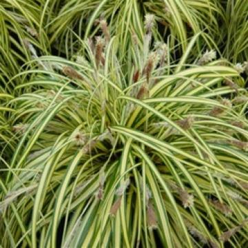 Carex oshimensis 'Evergold'