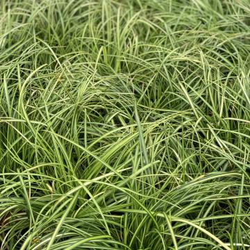 Carex oshimensis 'Eversheen®'