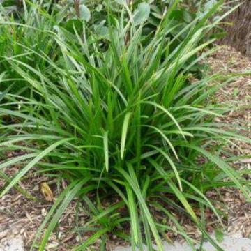 Carex oshimensis 'JS Greenwell'