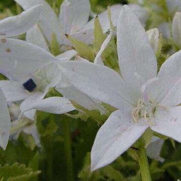 Campanula poscharskyana 'E.h. Frost'