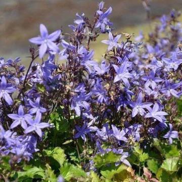 Campanula poscharskyana 'Stella'