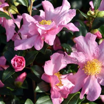 Camellia sasangua 'Cleopatra'