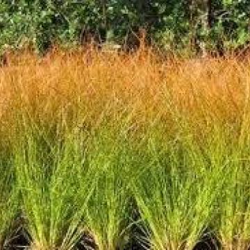 Chasmanthium latifolium