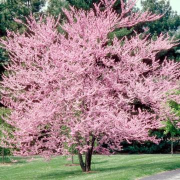Cercis canadensis 