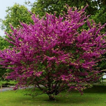 Cercis chinensis 'Avondale'