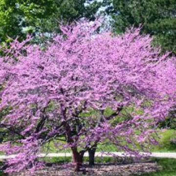 Cercis canadensis 'Forest Pansy'