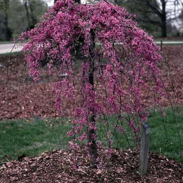 Cercis canadensis 'Lavender Twist'