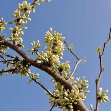 Cercis chinensis 'Shirobana'