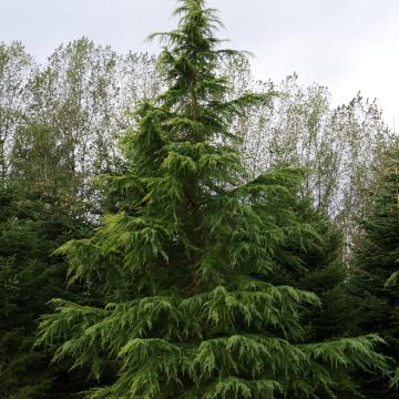 Cedrus deodara 'Aurea'